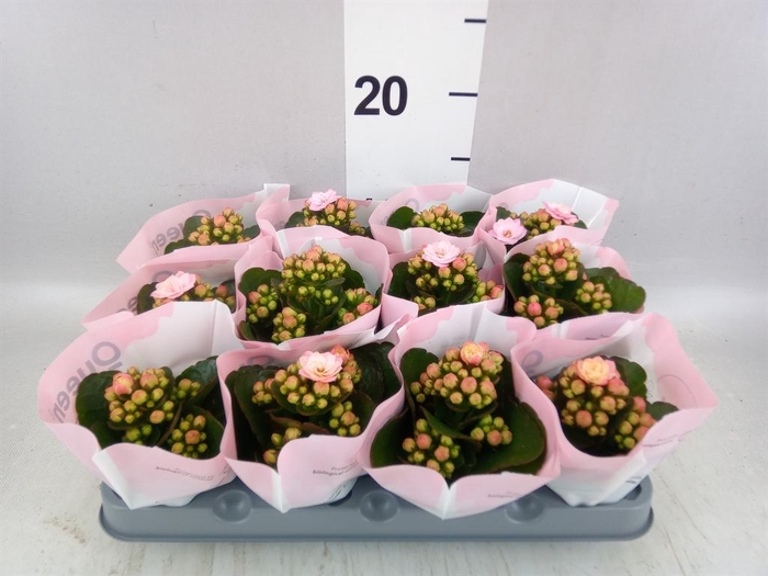 <h4>KALANCHOE BLOS.   ..ROSEBUD QUEEN J</h4>