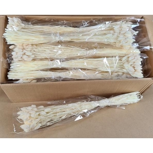 DF Phalaris Bleached 100g
