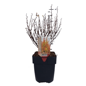 Berberis thunbergii 'Yellow Tower®'