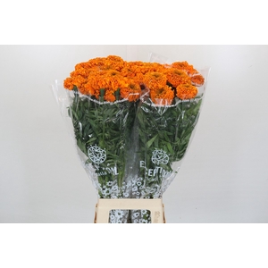 Tagetes Marigold Promise Orange