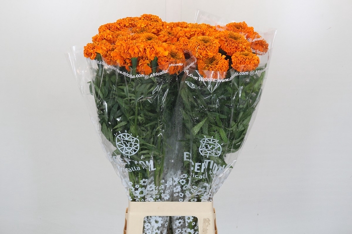 <h4>Tagetes Marigold Promise Orange</h4>