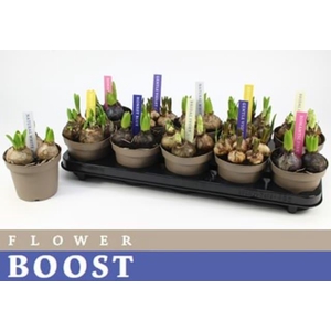 BOLBLOEMEN GEM