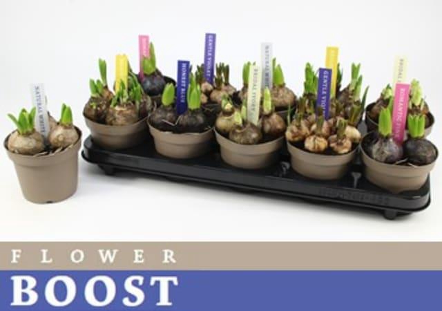 BOLBLOEMEN GEM