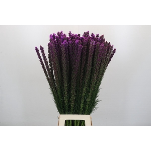 Liatris Callilepis