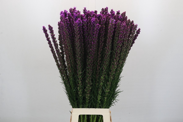 <h4>Liatris Callilepis</h4>