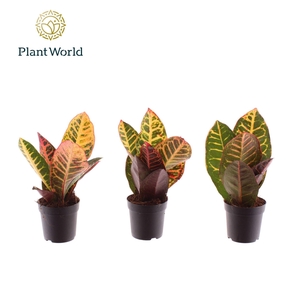 Codiaeum Petra