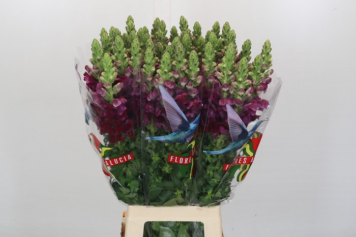 <h4>Antirrhinum Potomac Red</h4>