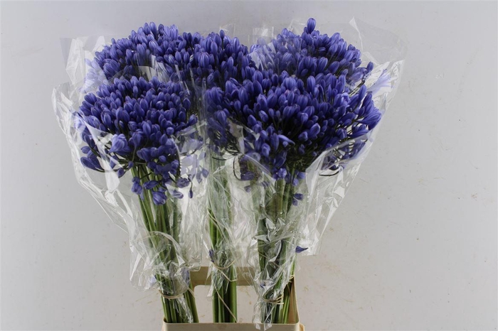 <h4>Agapanthus Buddy Blue</h4>
