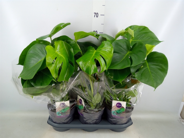 <h4>Monstera delic.</h4>