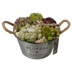 PTS6707 Arrangementen Sempervivum