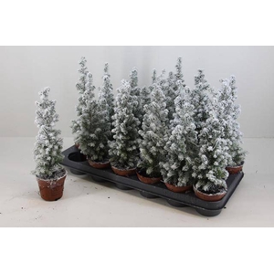 CHAMAECYPARIS THYOIDES TOP POINT P9 + SNOW