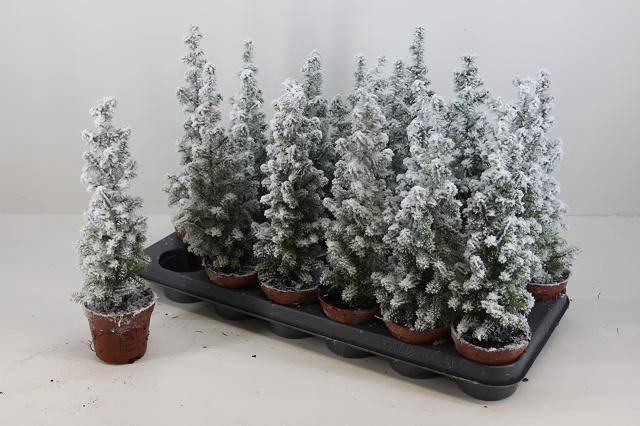 CHAMAECYPARIS THYOIDES TOP POINT P9 + SNOW