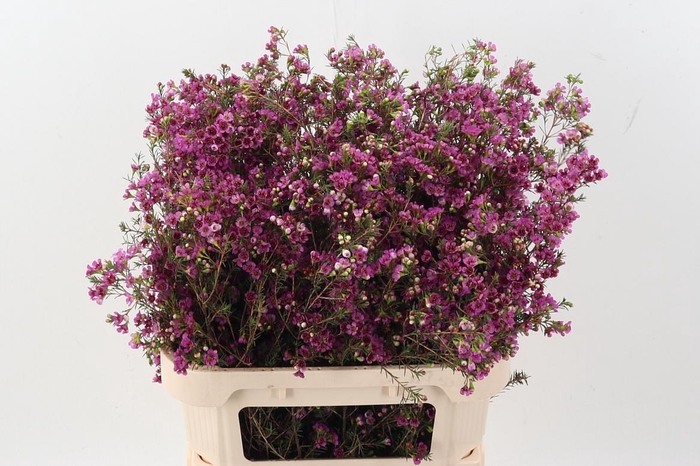 <h4>Chame Ninas Delight</h4>