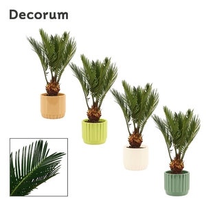 Cycas Revoluta 9 cm Decorum, 4+ veren in Liam (Natural bubble)