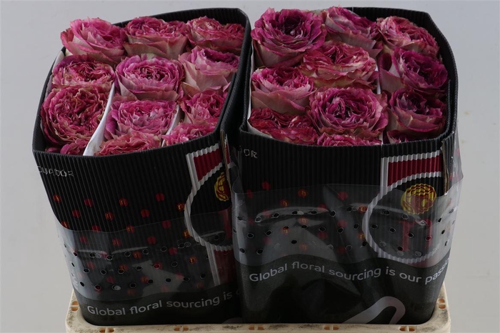 <h4>R Gr Brujas</h4>