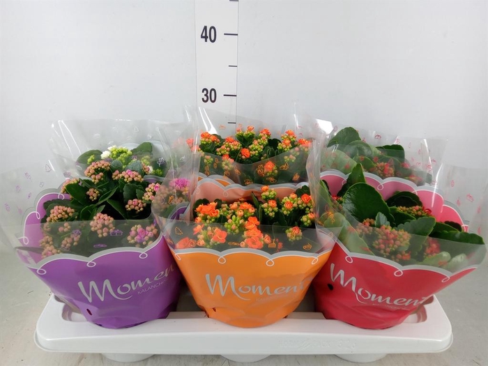 <h4>Kalanchoe blos.   ..rosebud mix  4</h4>