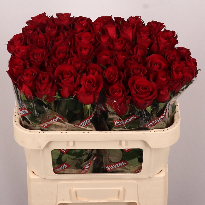 <h4>R GR EVER RED</h4>