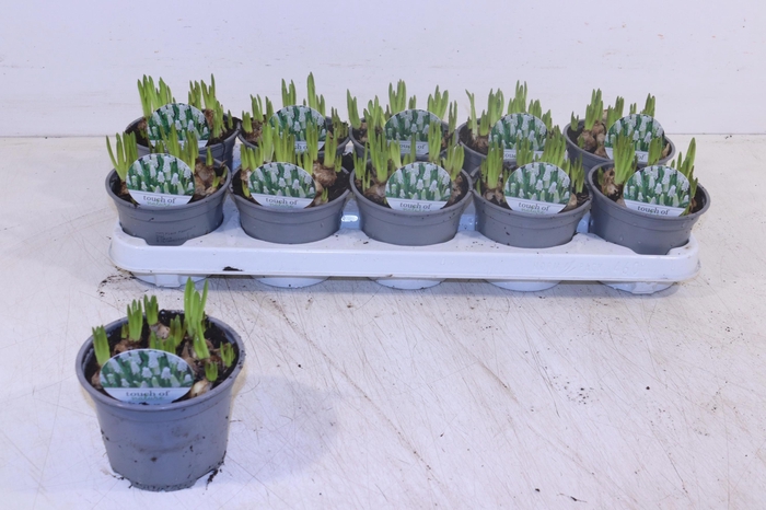 <h4>MUSCAR WHITE MAGIC</h4>