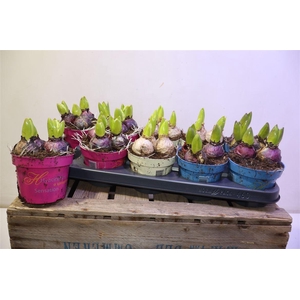 arr8 Hyacin Gem 3 Kl