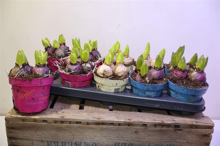 <h4>arr8 Hyacin Gem 3 Kl</h4>