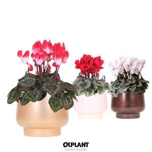 Cyclamen mix in Scandic pot gold mix