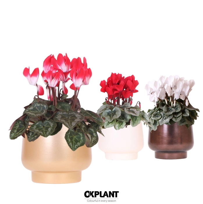 <h4>Cyclamen mix in Scandic pot gold mix</h4>