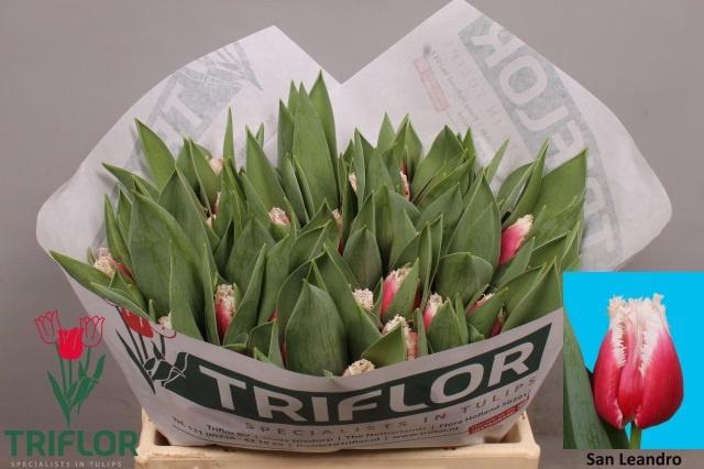 <h4>TU FR SAN LEANDRO</h4>