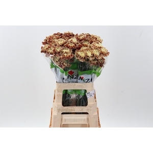 Di St Tinted Tiramisu