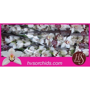 CYMB T MRS ESMEE 50 CM