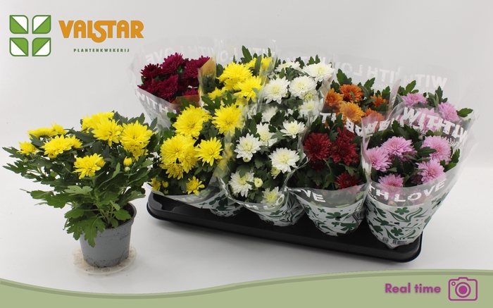 <h4>CHRYS GEM 6 KL</h4>