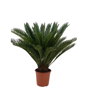 Cycas revoluta