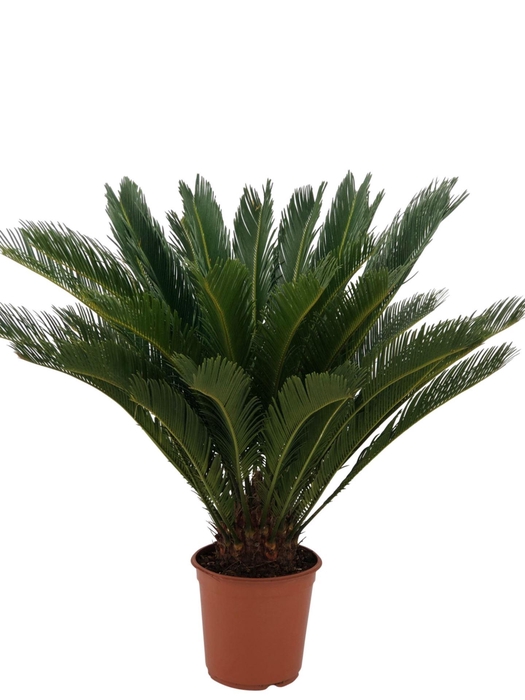 <h4>Cycas revoluta</h4>