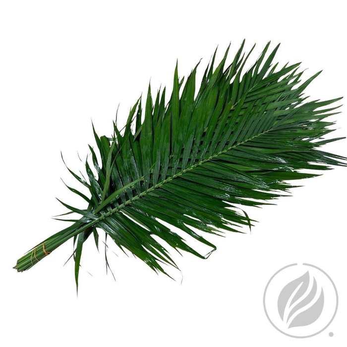<h4>Catpalm Ventium 60cm</h4>