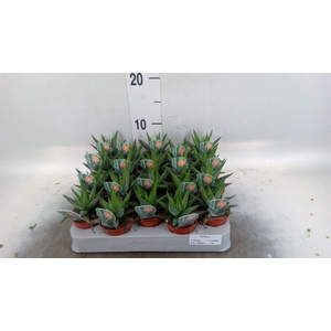 Haworthia fasciata 'Concolor'