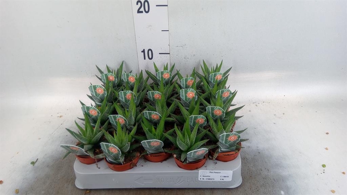 <h4>Haworthia fasciata 'Concolor'</h4>