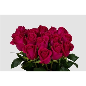 Rosa ec gotcha