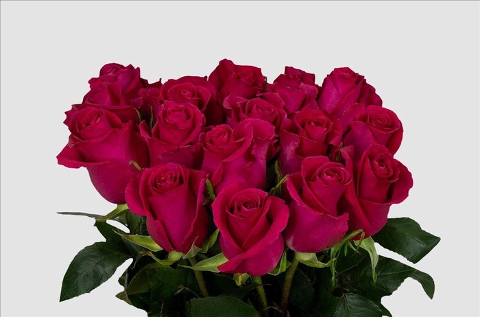 <h4>Rosa ec gotcha</h4>