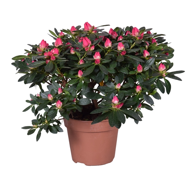 <h4>Azalea 'Tamira' rood 14cm</h4>