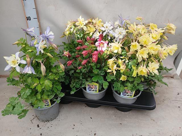 <h4>AQUIL CAERULEA</h4>