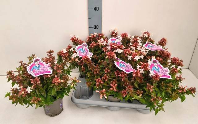 <h4>ABEL GRANDIFLORA</h4>