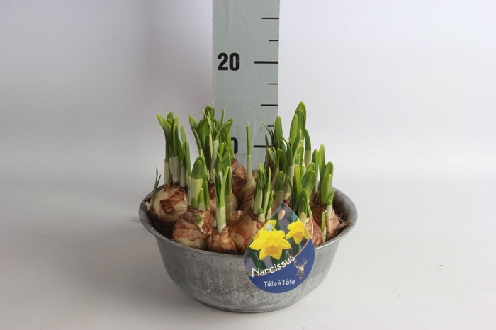 <h4>ARR NARCISSUS</h4>