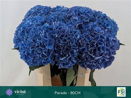 <h4>Hydr M Royal Parade 80 Cm</h4>