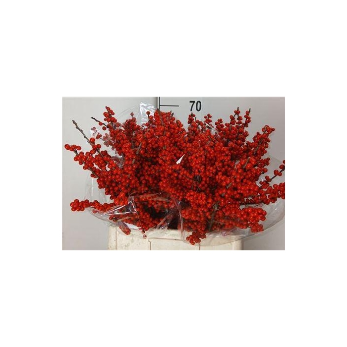 <h4>Ilex Ve Rode Bes</h4>