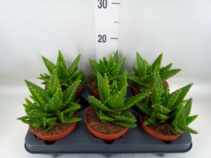<h4>Aloe perfoliata</h4>