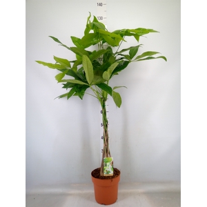 Pachira aquatica