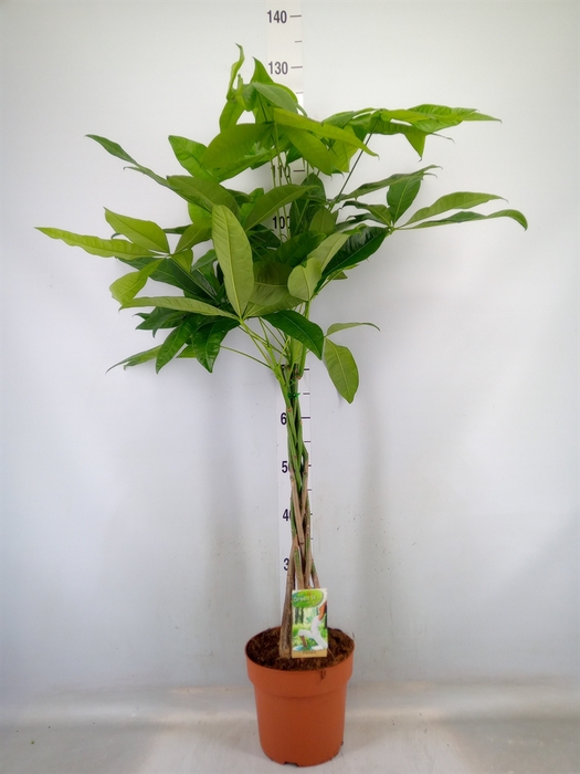 <h4>Pachira aquatica</h4>