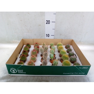 Cactus   ...mix