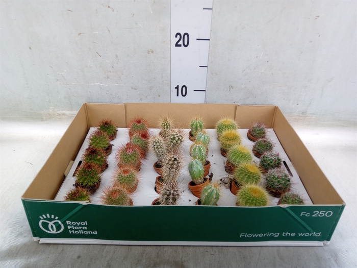 <h4>Cactus   ...mix</h4>