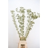 ERYNGIUM GREEN GLOBE 180CM