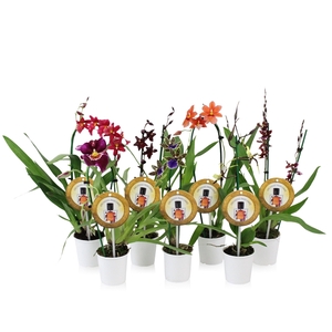 Inca Orchid mix Parfumee 9 cm incl. cascade